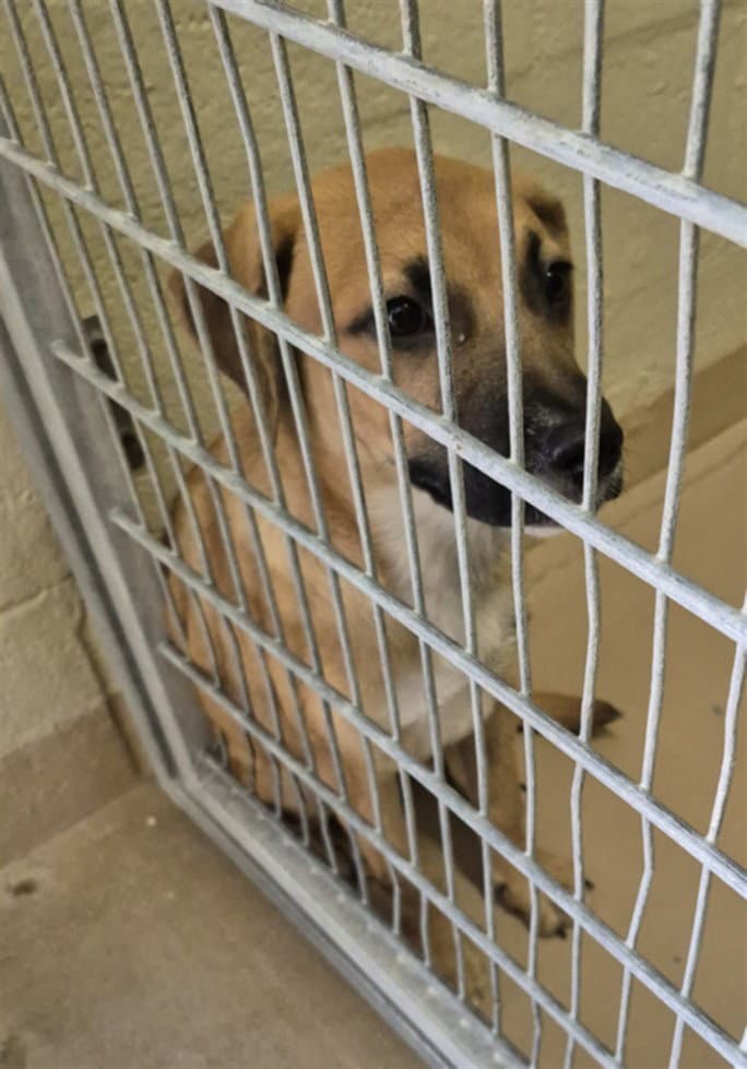 Sandy - Black Mouth Cur