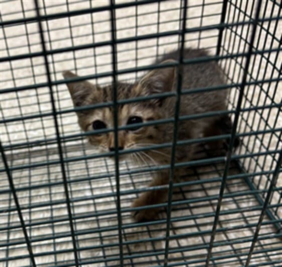 Unknown - Domestic Short Hair