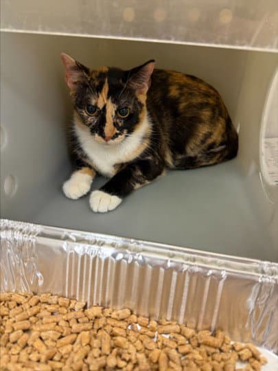 Jocelyn - Domestic Short Hair
