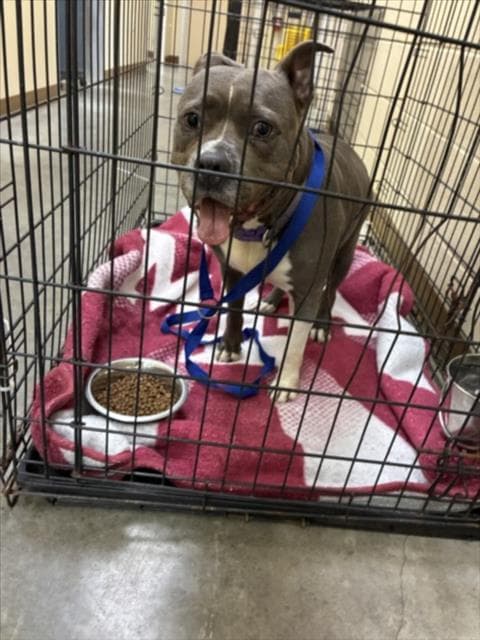 Delilah - Pit Bull Terrier