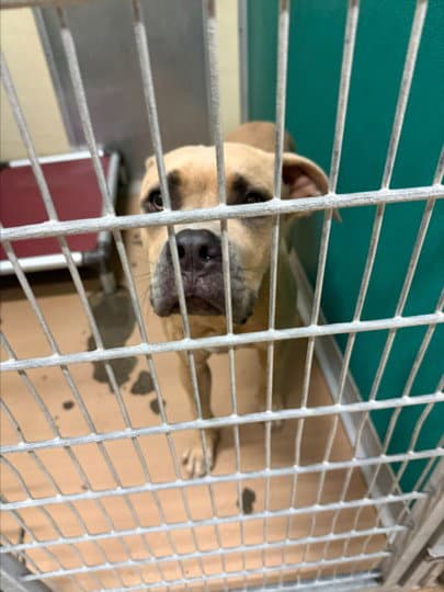 Walter - American Bulldog