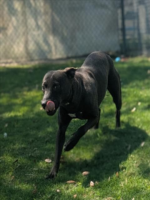 Everest - American Pit Bull Terrier