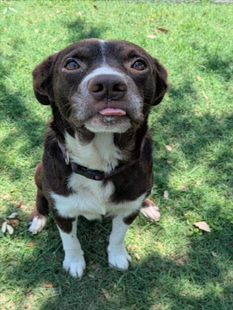 Beans - Border Collie