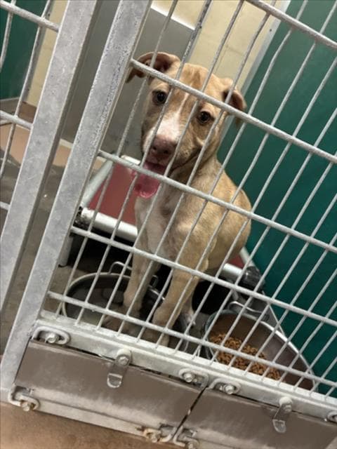 Pixel - Pit Bull Terrier