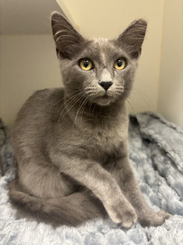 Beet - Domestic Medium Hair