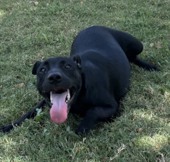 Milkshake - Labrador Retriever