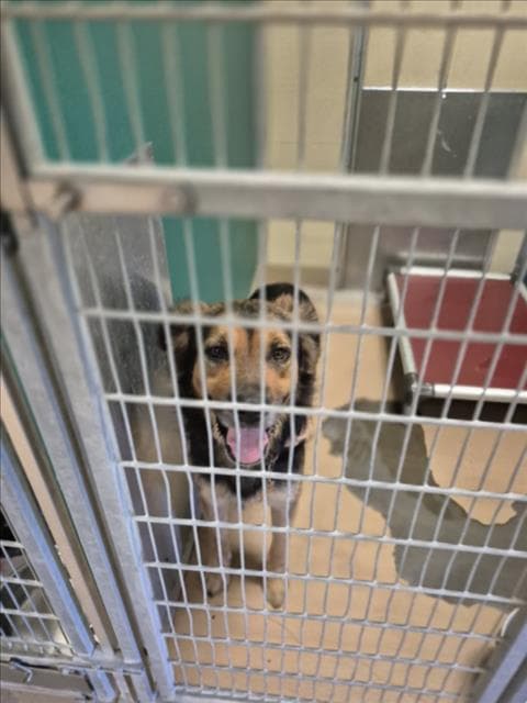 Hunter - German Shepherd Dog
