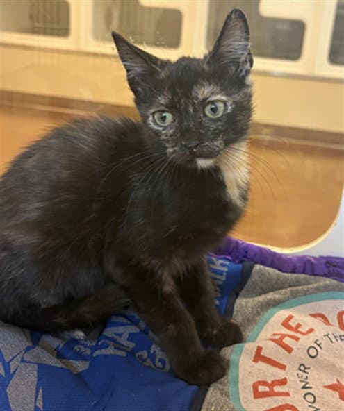 Pepper - Domestic Short Hair