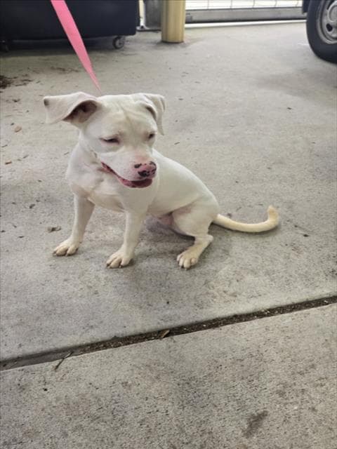 Cola - Pit Bull Terrier