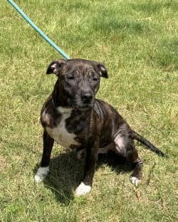 Di  Gina - Pit Bull Terrier