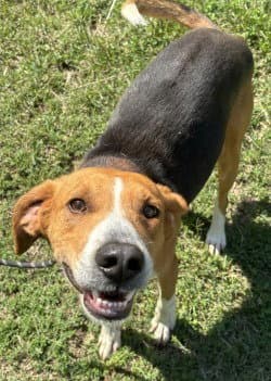 Da  Snickerdoodle - Treeing Walker Coonhound
