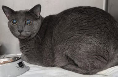 Ca  Hermione - Domestic Short Hair