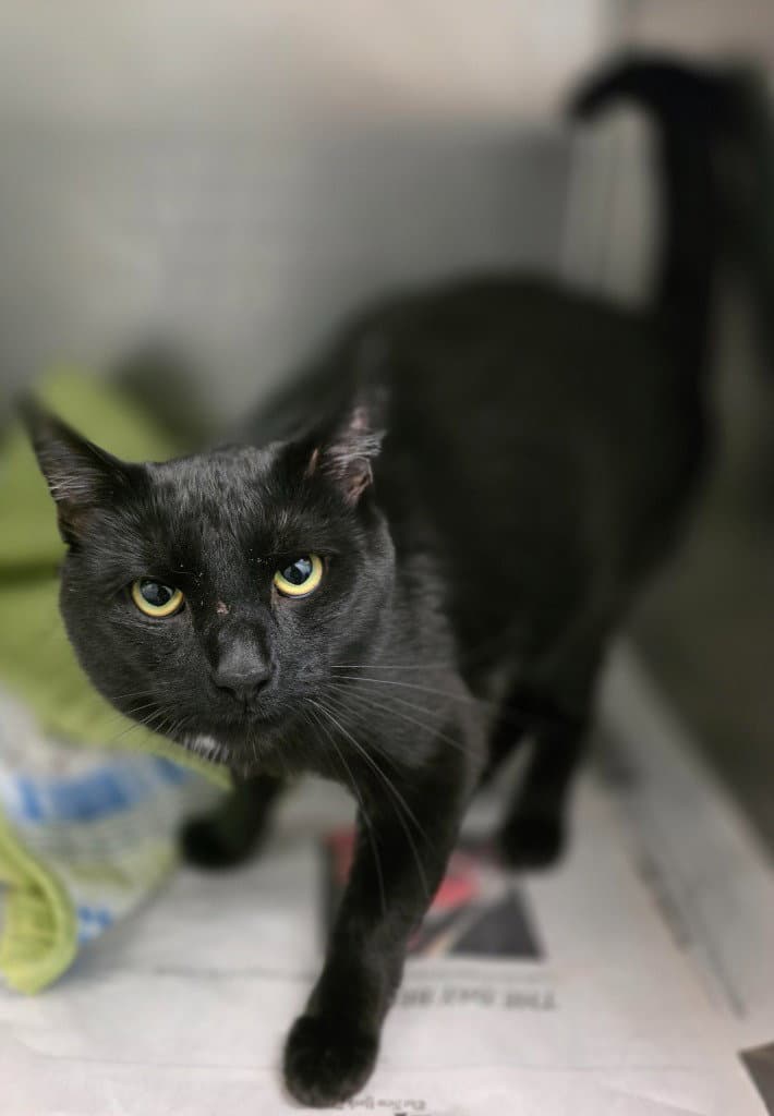 Ca  Herne - Domestic Short Hair