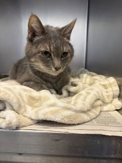 Ca  Jade - Domestic Short Hair