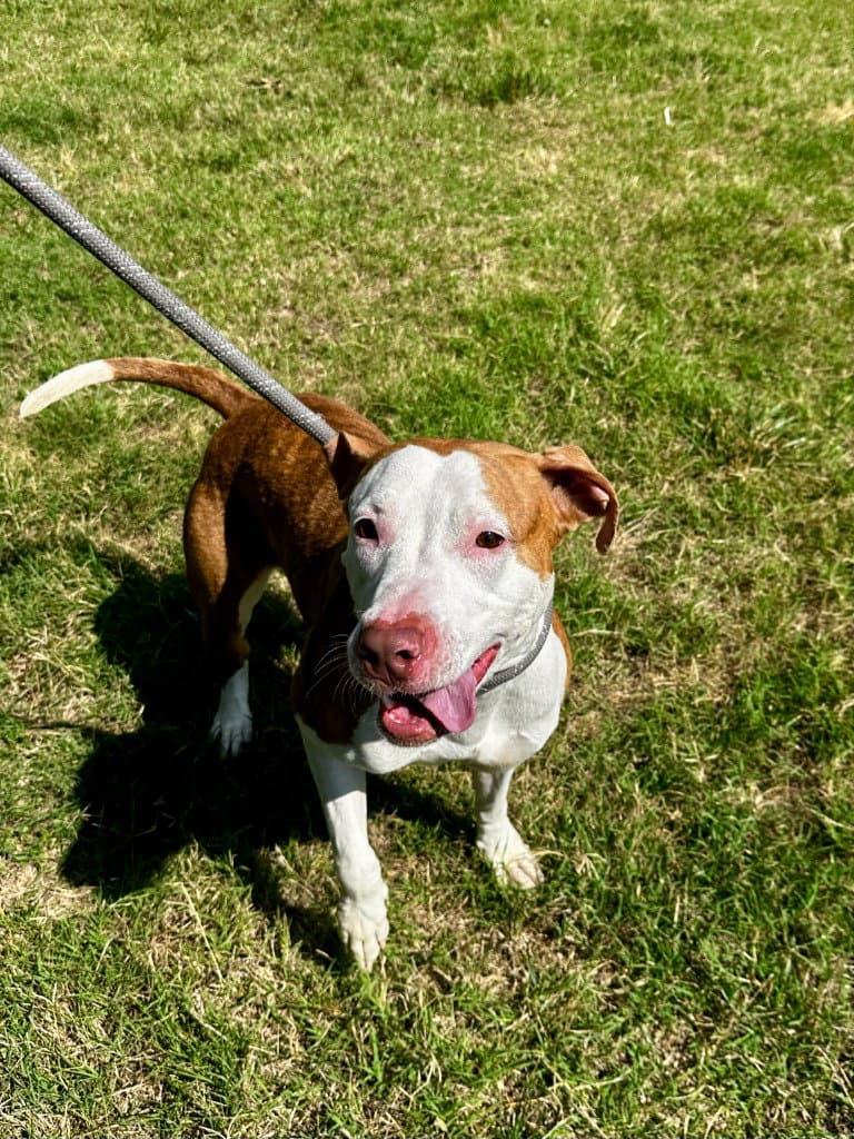 Da  Lisa - Pit Bull Terrier