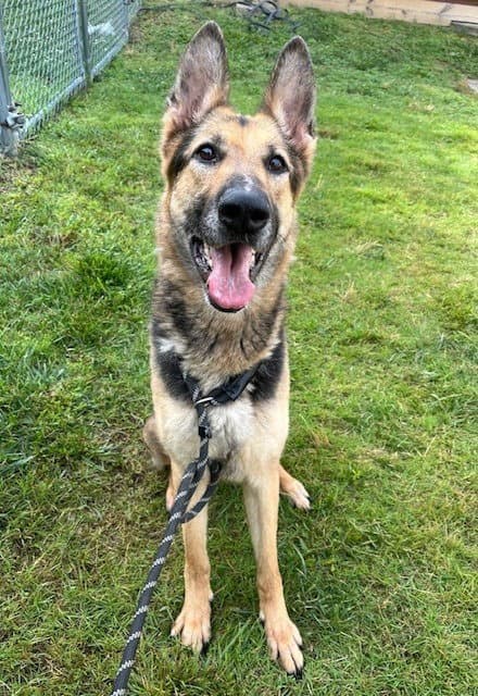 Pr  Nyota Uhura - German Shepherd Dog