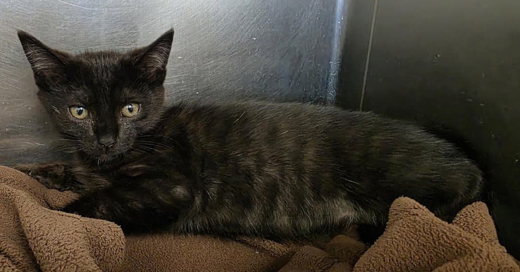 Ca  Magnolia - Domestic Short Hair