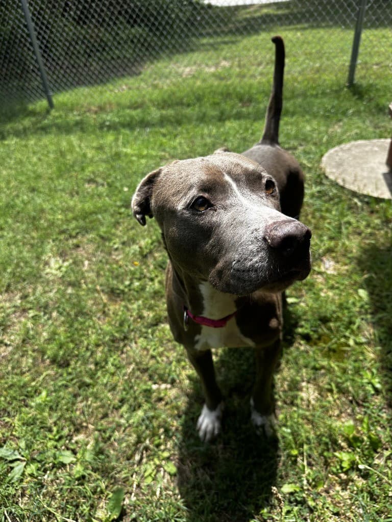 Da  Lucy Mae - Pit Bull Terrier