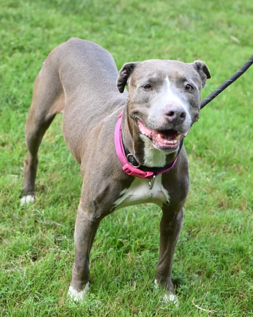 Da  Lucy Mae - Pit Bull Terrier