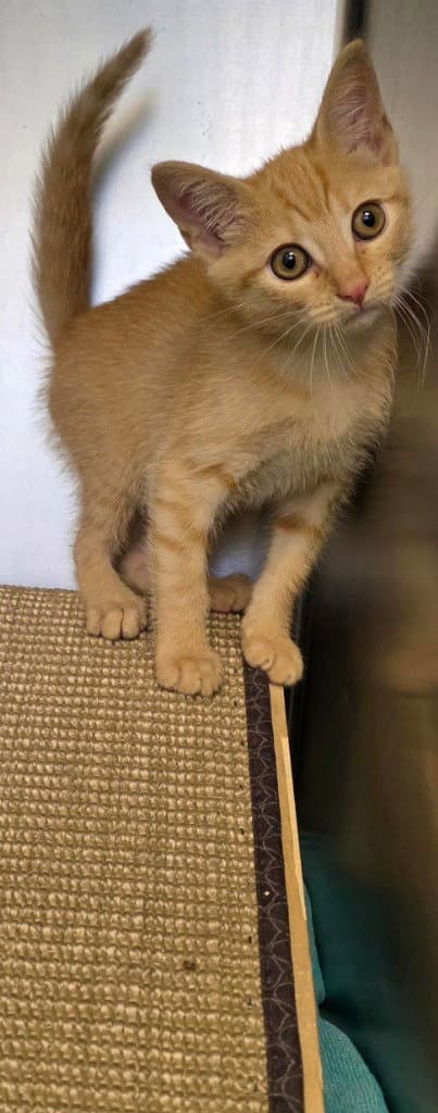 Ca  Jaws - Domestic Short Hair