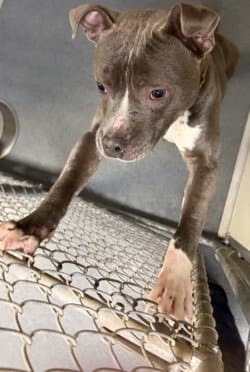Di  Chumley - Pit Bull Terrier
