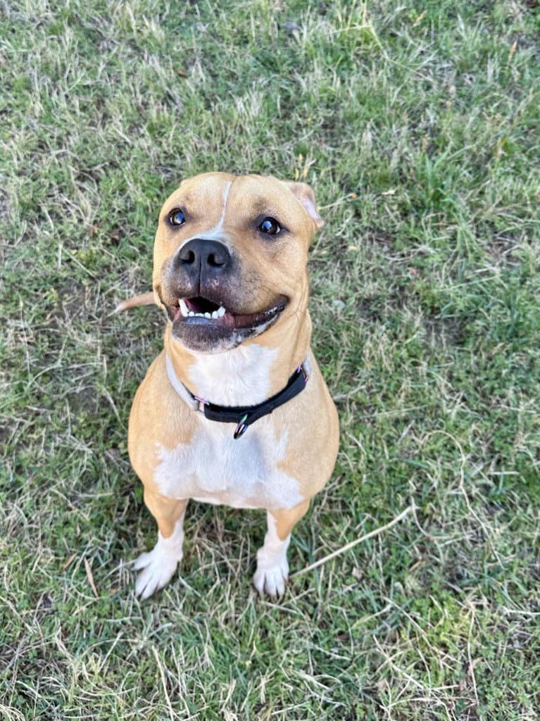 Dq  Pickle - Pit Bull Terrier