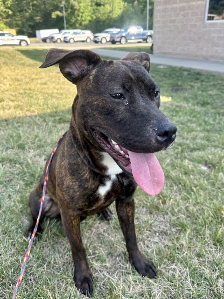 Dq  Coco - Pit Bull Terrier