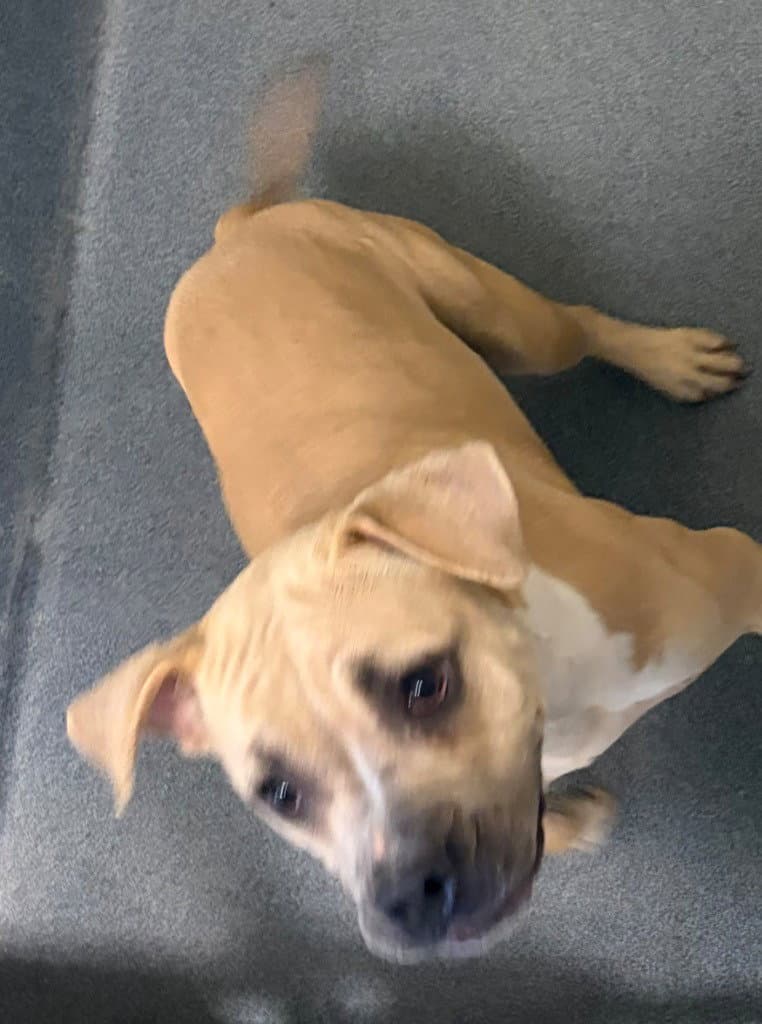 Pr  Katara - Pit Bull Terrier