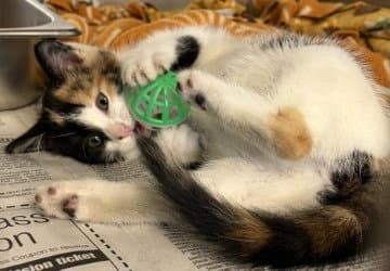 Ca  Cher - Domestic Short Hair