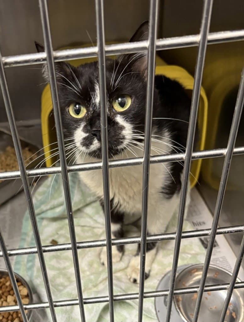 Fc  Ocean - Domestic Short Hair