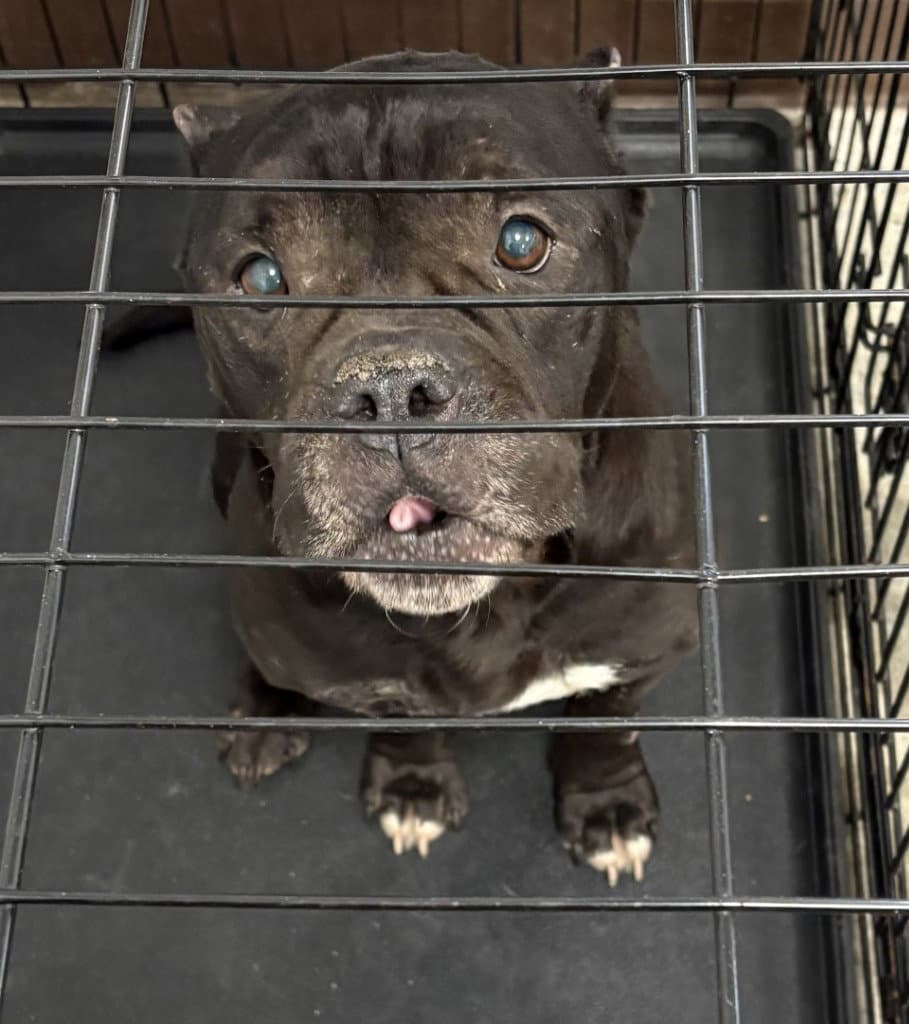 Da  Ruby - Pit Bull Terrier