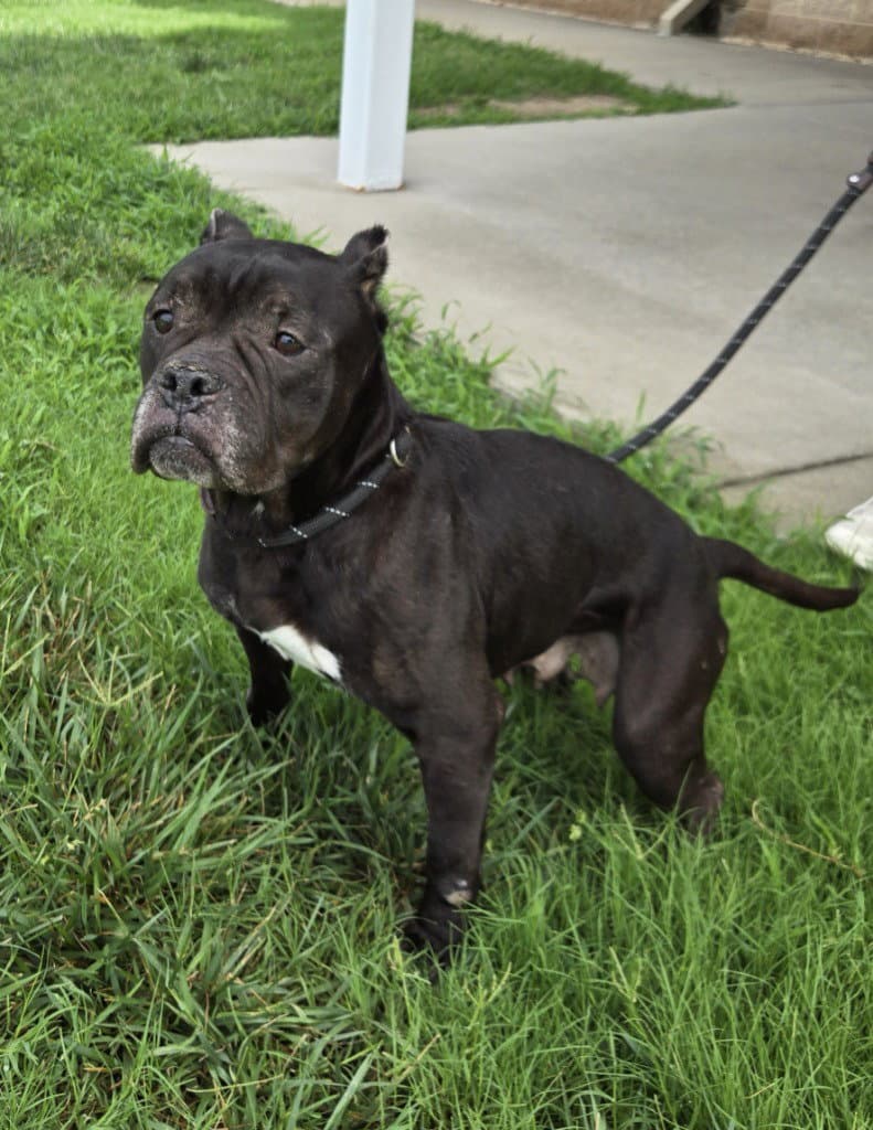 Da  Ruby - Pit Bull Terrier