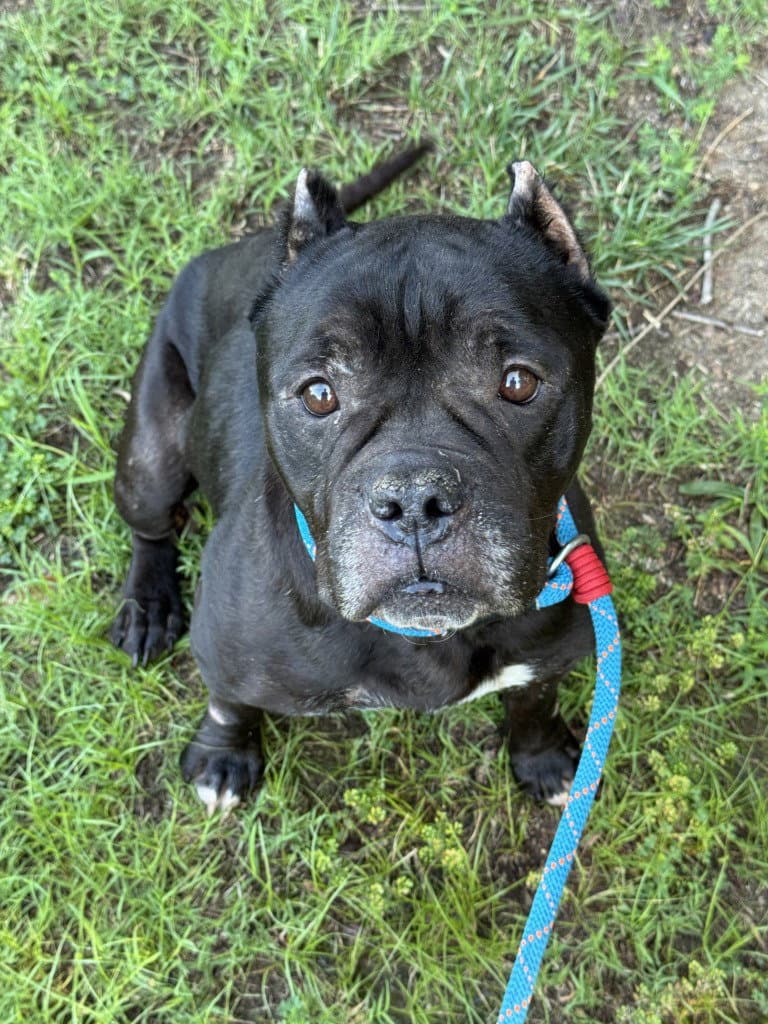 Da  Ruby - Pit Bull Terrier