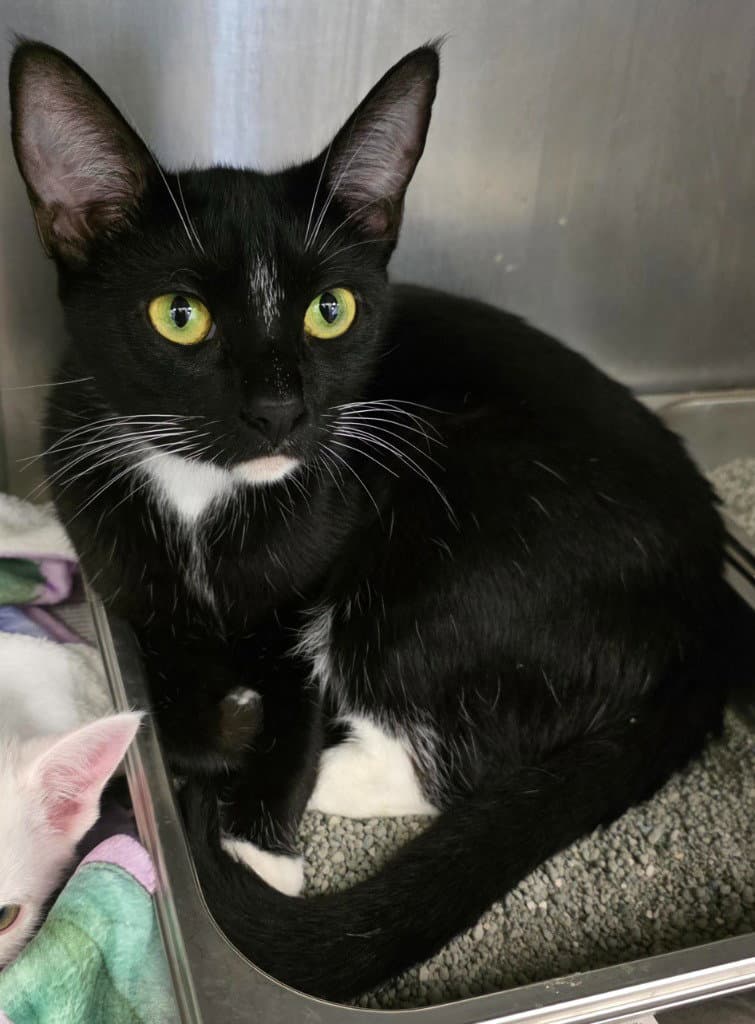 Ca  Binx - Domestic Short Hair