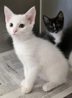 Ca  Curly - Domestic Short Hair