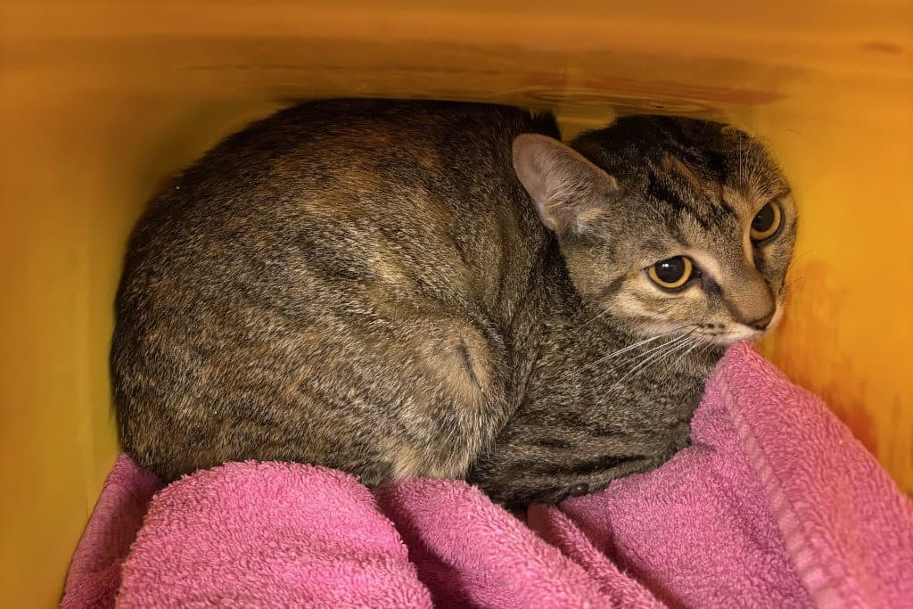 Fc  Buggs - Domestic Short Hair
