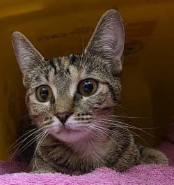 Fc  Buggs - Domestic Short Hair