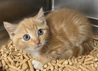 Ca  Haley - Domestic Short Hair