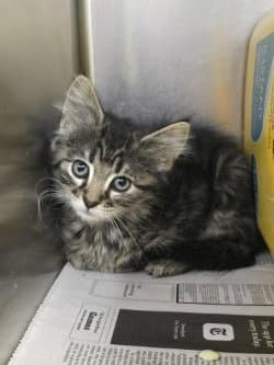 Ca  Fruit Punch - Domestic Long Hair