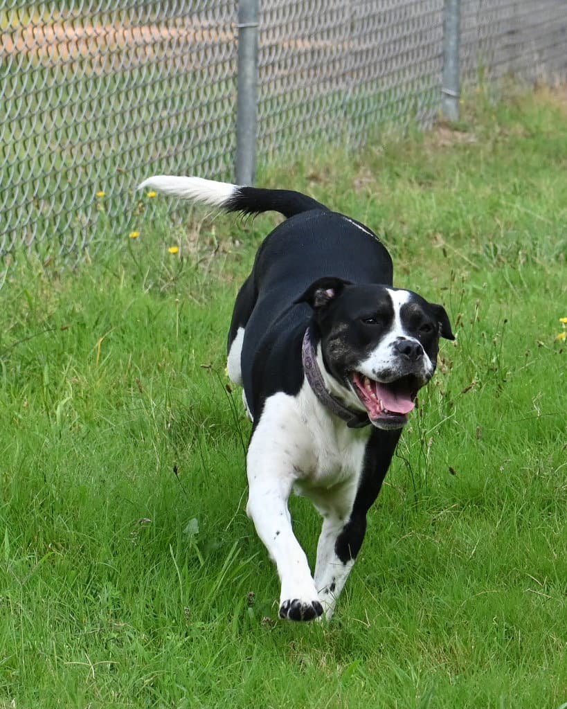 Da  Keko - Pit Bull Terrier