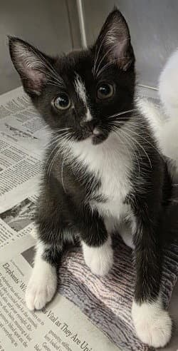 Ca  Larry image 1