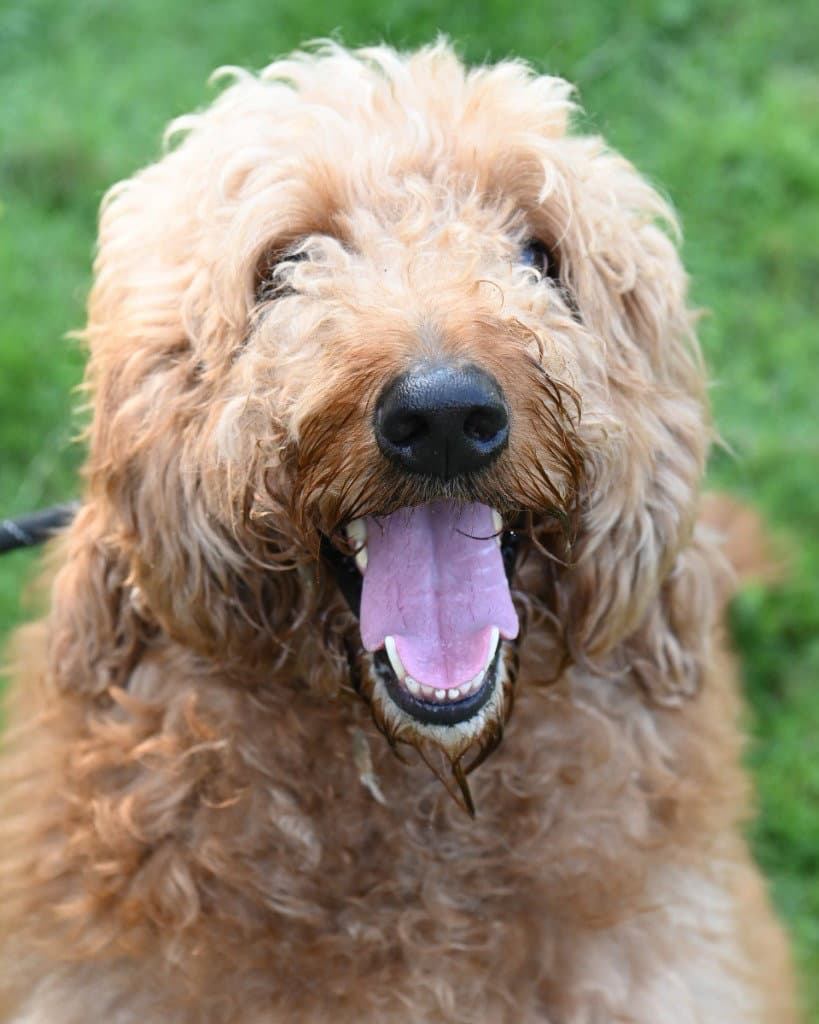 Pr  Teddy - Poodle (unknown type)