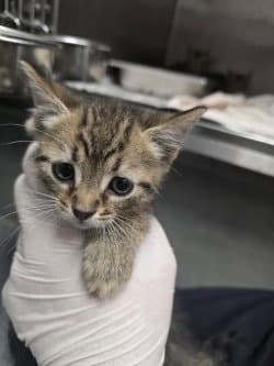 Fc  Strawberry Cobbler - Domestic Short Hair