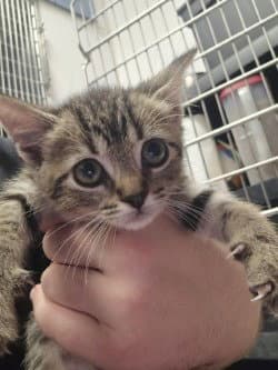 Fc  Blackberry Cobbler - Domestic Short Hair