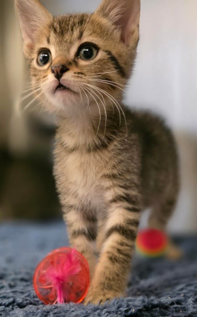 Fc  Blackberry Cobbler - Domestic Short Hair
