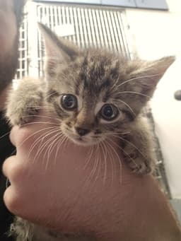 Fc  Blueberry Cobbler image 1