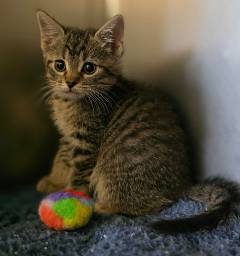 Fc  Blueberry Cobbler - Domestic Short Hair