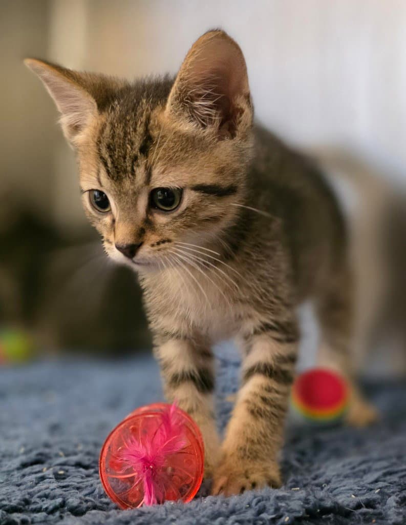 Fc  Rhubarb Cobbler - Domestic Short Hair