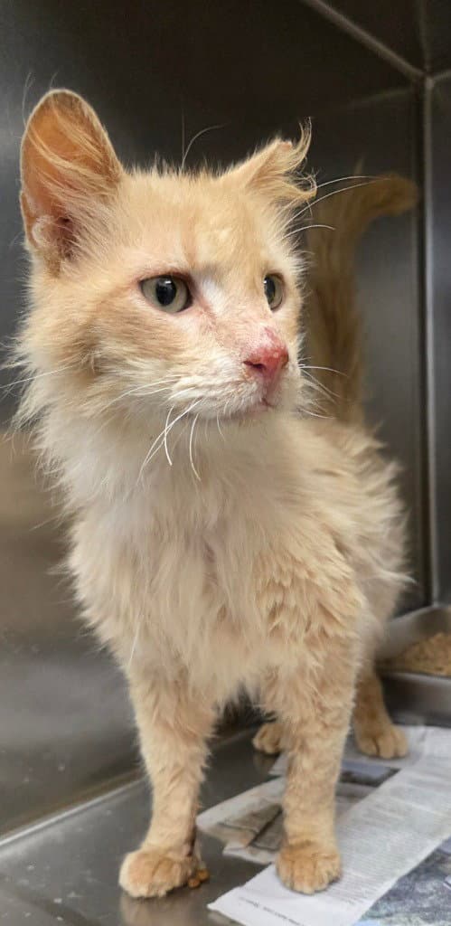 Ca  Steve - Domestic Long Hair