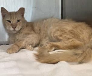 Ca  Steve - Domestic Long Hair